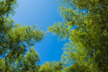 Fototapeta na wymiar bamboo forest with blue sky