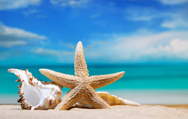 seashells by the sea. beach holiday. beautiful summer background