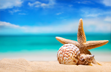 seashells by the sea. beach holiday. beautiful summer background