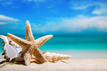 Fototapeta na wymiar seashells by the sea. beach holiday. beautiful summer background