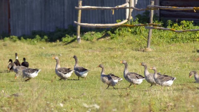 Canada Geese grazing on green meadow. In one of the parks in Buffalo, United States