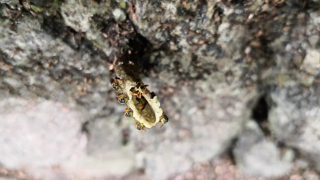 Bees entering their nest covered in pollen on their legs, pollination. Stingless bees building the tubular nest beehive. Insects that live in a community in the Neotropics.