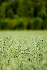 summer plants and bents on blur background in evening sun. Textured pattern