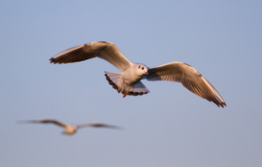 Obraz premium SEAGULL FLYING OVER IN THE BLUE SKY IN SUNNY WEATHER