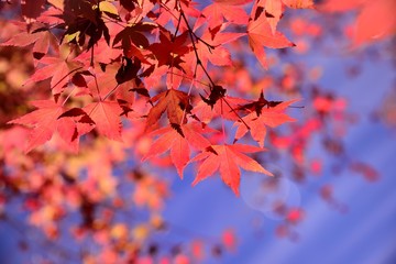 Maple Leaf is Autumn background with red & yellow leaves.(Fushoushan Farm in Taichung,Taiwan)