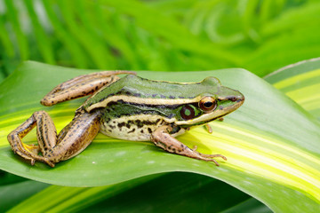 Image of paddy field green frog or Green Paddy Frog (Rana erythraea) on the green leaf. Amphibian. Animal.
