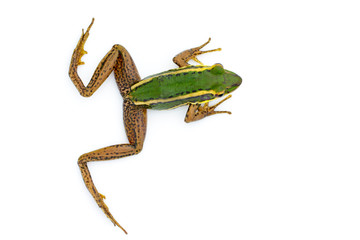 Obraz premium Image of paddy field green frog or Green Paddy Frog (Rana erythraea) on a white background. Amphibian. Animal.