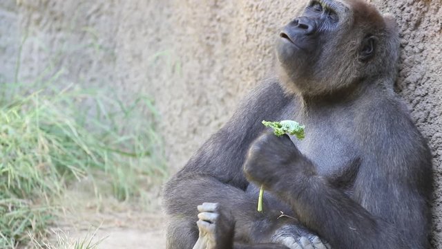 Slow motion clip of a gorilla eating lettuce and yawning or howling in slow motion
