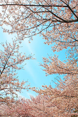 桜の花　ソメイヨシノ