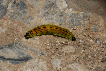 gusano