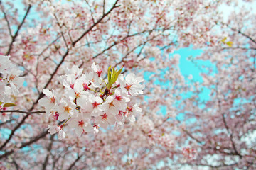 桜の花　ソメイヨシノ