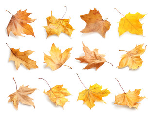 Set with autumn leaves on white background. Fall foliage