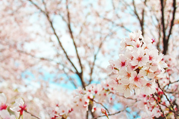 Naklejka premium 桜の花 ソメイヨシノ