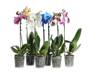 Beautiful tropical orchid flowers in pots on white background - obrazy, fototapety, plakaty