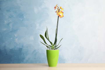 Beautiful tropical orchid flower in pot on table near color wall