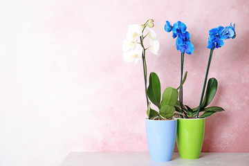 Beautiful tropical orchid flowers in pots on table near color wall. Space for text