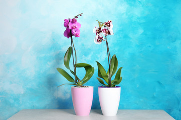 Fototapeta na wymiar Beautiful tropical orchid flowers in pots on table near color wall