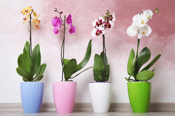 Mooie tropische orchideebloemen in potten op vloer dichtbij kleurenmuur