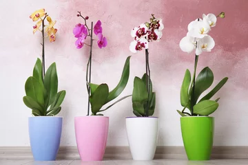 Foto op Aluminium Mooie tropische orchideebloemen in potten op vloer dichtbij kleurenmuur © New Africa