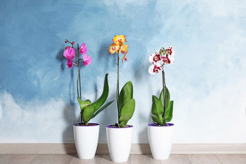 Fototapeta na wymiar Beautiful tropical orchid flowers in pots on floor near color wall