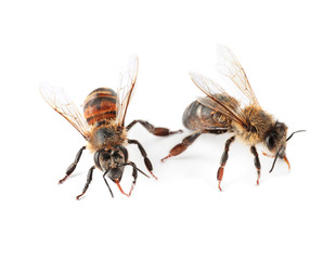 Beautiful honeybees on white background. Domesticated insects