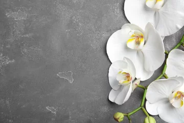 Papier Peint photo autocollant Orchidée Branche avec de belles fleurs d& 39 orchidées tropicales sur fond gris, vue de dessus. Espace pour le texte