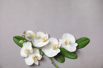 Beautiful tropical orchid flowers on grey background, top view. Space for text
