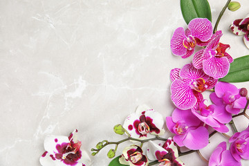 Beautiful tropical orchid flowers on light background, top view. Space for text