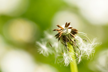 Blown Dandelion nature beauty spring background