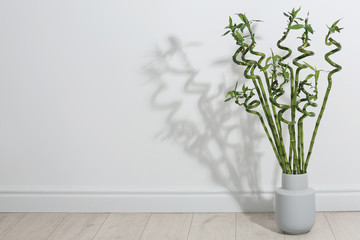Vase with green bamboo on floor near light wall. Space for text