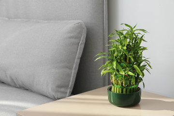Pot with green bamboo on table in living room. Space for text