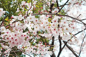 桜の花　ソメイヨシノ