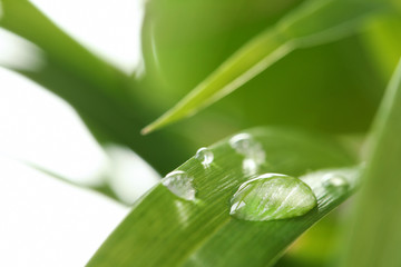 Water drops on green leaf against blurred background