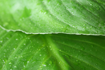 View of water drops on green leaves, closeup