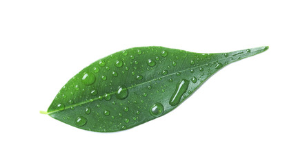 Plakat Green leaf with water drops isolated on white
