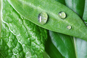 Shiny water drops and green leaves, closeup