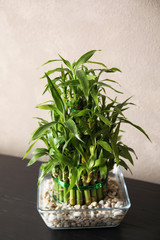 Naklejka premium Green bamboo in glass bowl near color wall