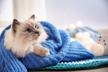 Cute cat wrapped in knitted sweater lying on floor at home. Warm and cozy winter