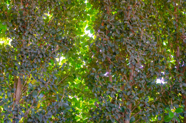 green tree background