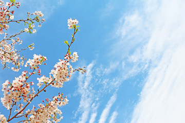 桜の花　ソメイヨシノ