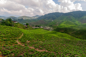 tea plantation on terraced hills in Malaysia