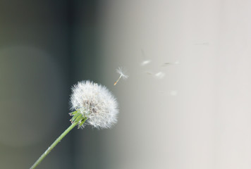 Dandelion seeds in the morning sunlight