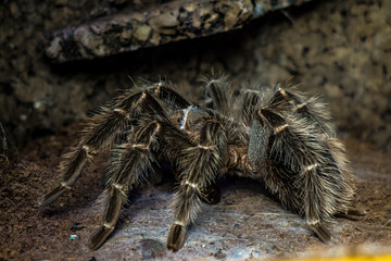Spider