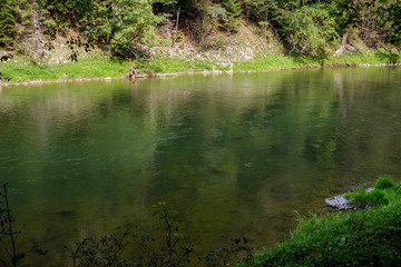 green water river behind the trees in summer