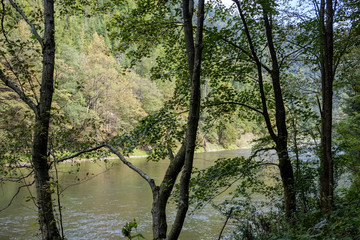 green water river behind the trees in summer