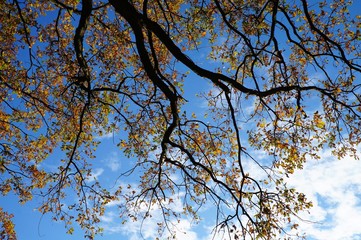 Laub Herbst Blätter