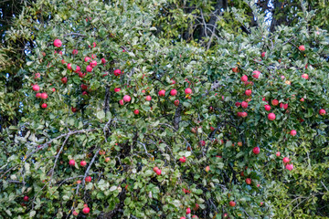 fresh apples hanging in the tree