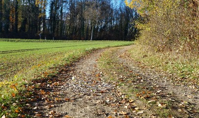 Straße Weg Herbst Laub