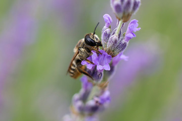 Honeybee collecting nectar