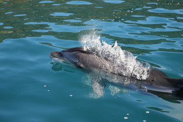 Baby Dolphin Coming up for air © Stephen